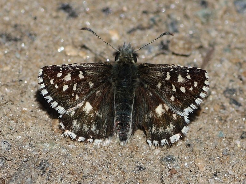 Due Pyrgus da identificare - Pyrgus malvoides, Hesperiidae